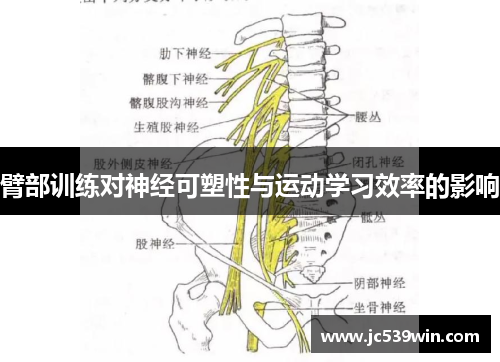 臂部训练对神经可塑性与运动学习效率的影响